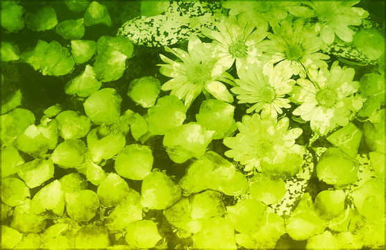 花卉畫的背景聲