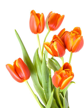 新鮮郁金香花束