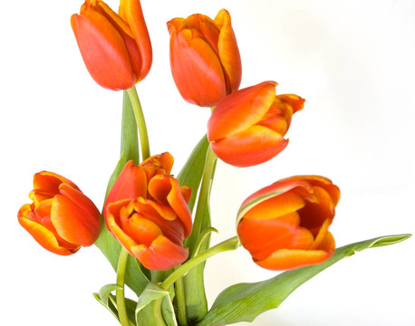 新鮮郁金香花束