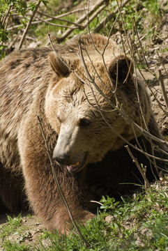 熊（Ursus arctos）