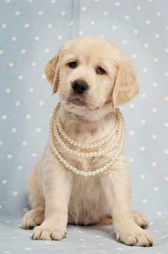黃金獵犬小狗