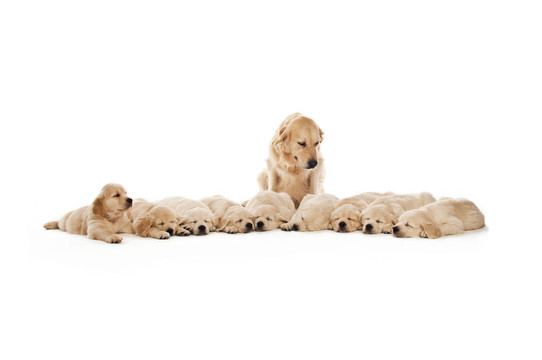 金毛幼犬