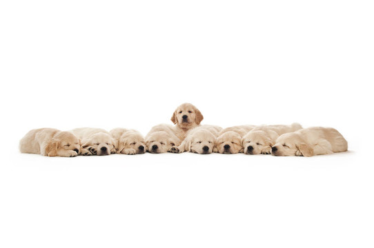 金毛幼犬