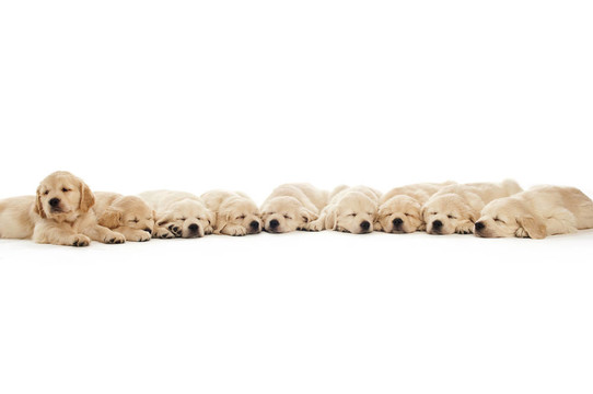 金毛幼犬