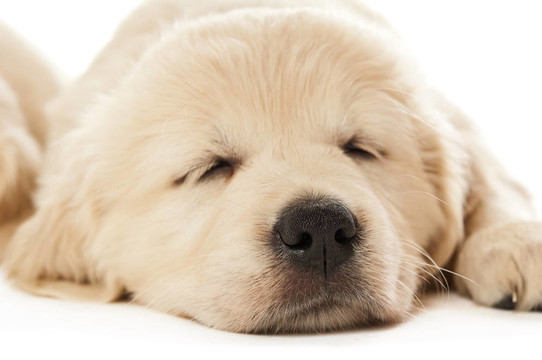 金毛幼犬