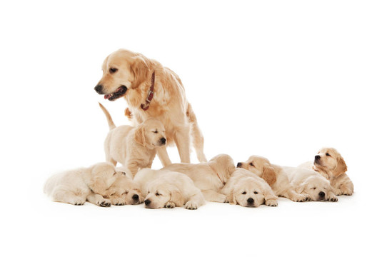 金毛幼犬