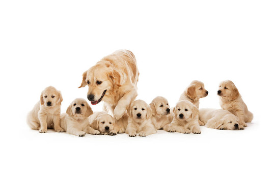 金毛幼犬
