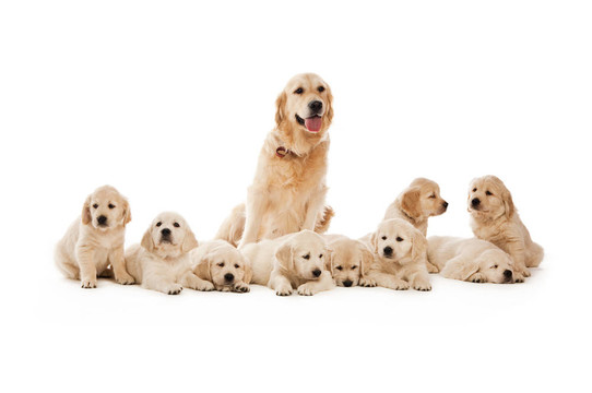 金毛幼犬