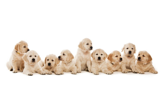 金毛幼犬