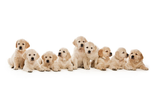 金毛幼犬