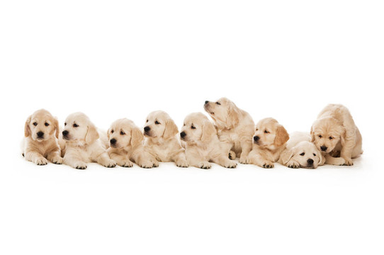 金毛幼犬
