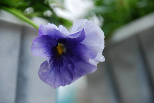 三色堇植物我