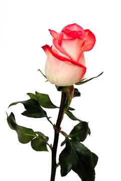 白色背景上的白色粉色玫瑰