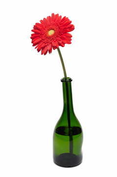 非洲菊