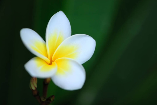 素馨花（雞蛋花）