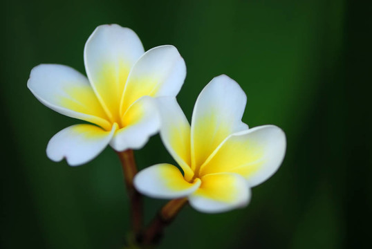 素馨花（雞蛋花）