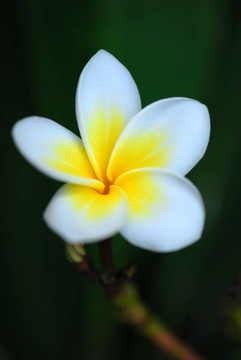 素馨花（雞蛋花）