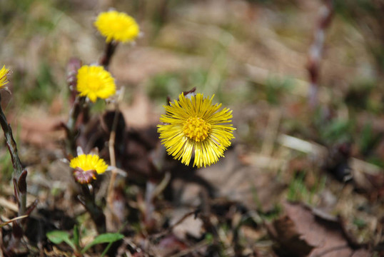 款冬開(kāi)花