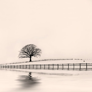 雪中的冬櫟