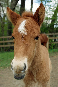 小馬駒