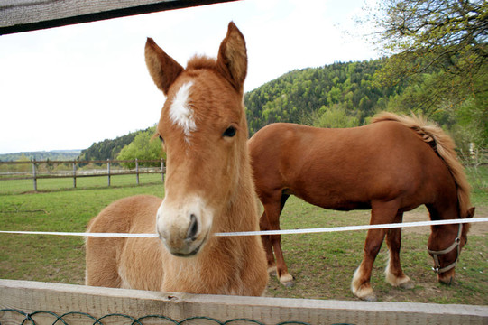 小馬駒