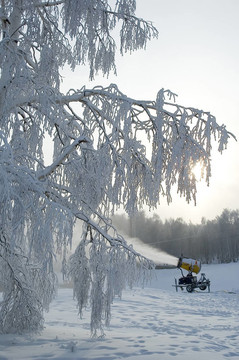 樹和snowcannon