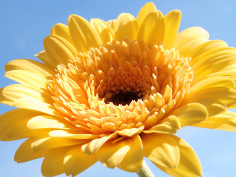 在藍色天空的太陽