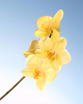 陽(yáng)光燦爛的蘭花；蔚藍(lán)的天空