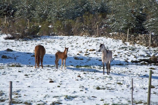 雪上的家庭馬