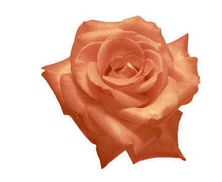 白色背景下的薔薇花