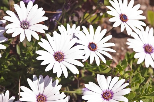 Bellis雛菊
