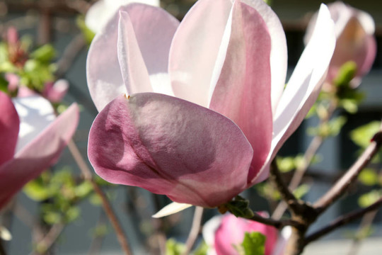 木蘭花