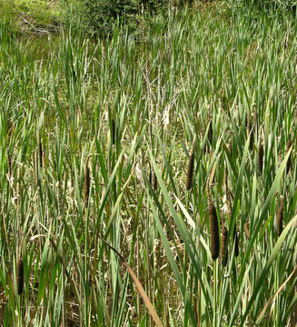 在綠色的蘆葦Brown bulrush