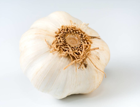 大蒜鱗莖