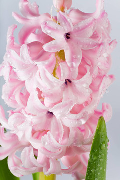 風(fēng)信子花