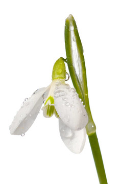 雪蓮花的分離