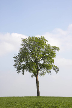 孤獨(dú)的樹