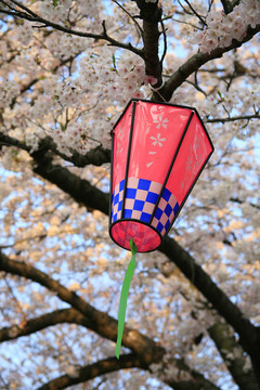 櫻花燈