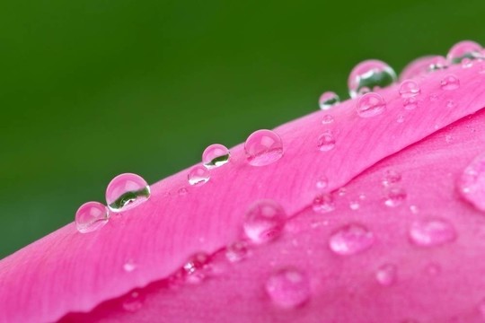 在粉色郁金香的花苞水滴