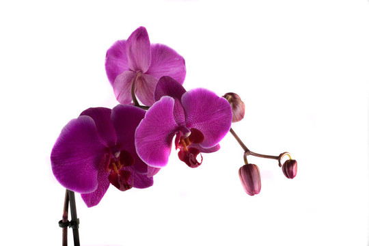 蘭花