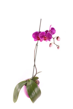 蘭花