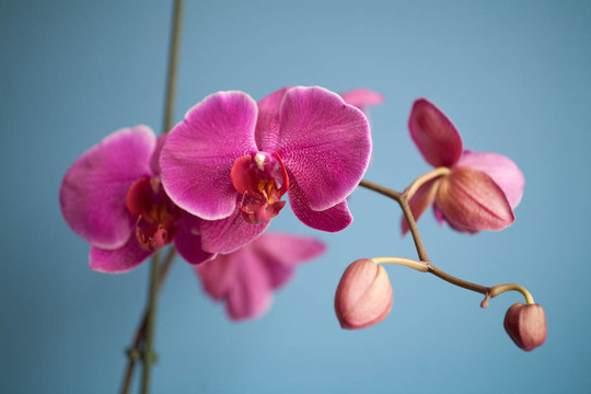 蘭花