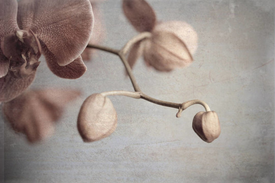 蘭花