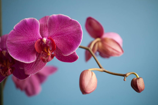 蘭花
