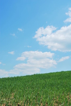 天空和草地