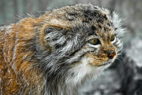 兔猻（北緯兔猻）