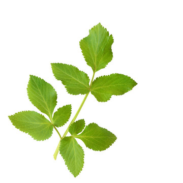 當(dāng)歸葉小枝