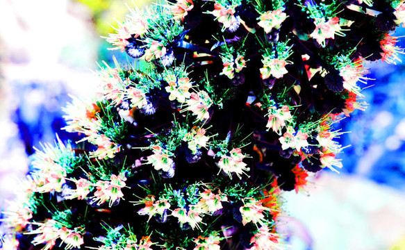 飛燕草