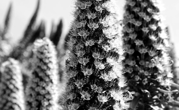 飛燕草