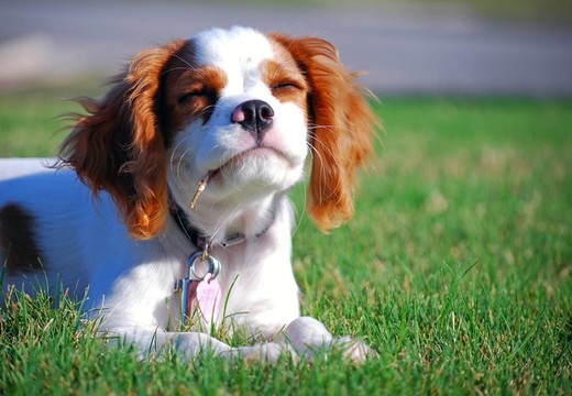 查爾斯王小獵犬的小狗